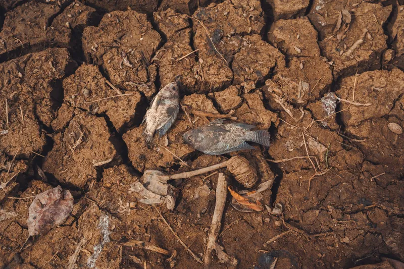 Two dead fish on sun-cracked earth during a drought