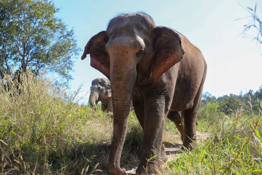 An Asian elephant at a sanctuary in Chiang Mai, Thailand