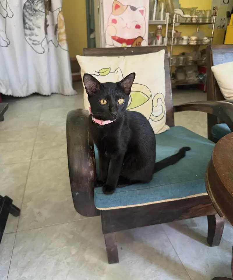 Black cat with pink collar sitting in a chair at Meow Coffee